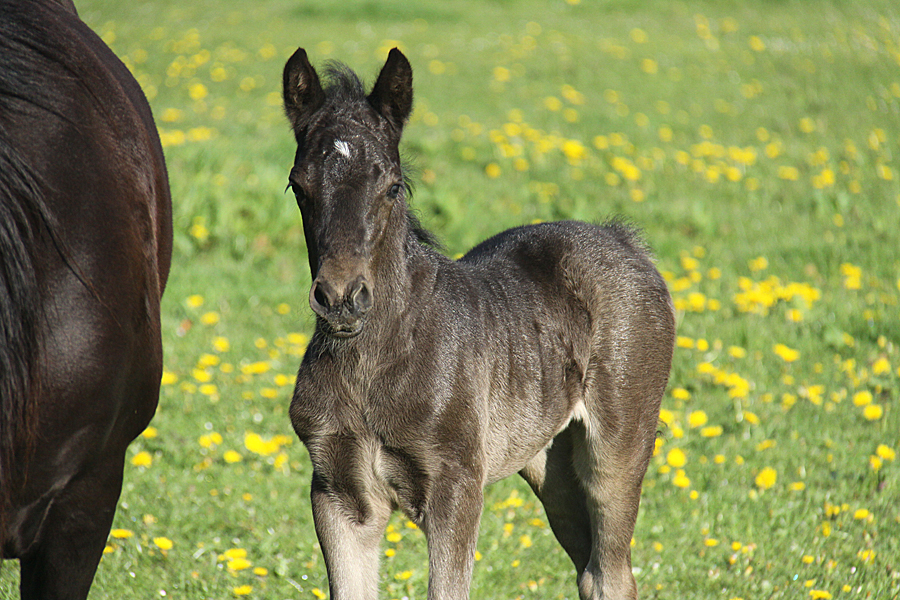 Welsh Cob CoCo 0247